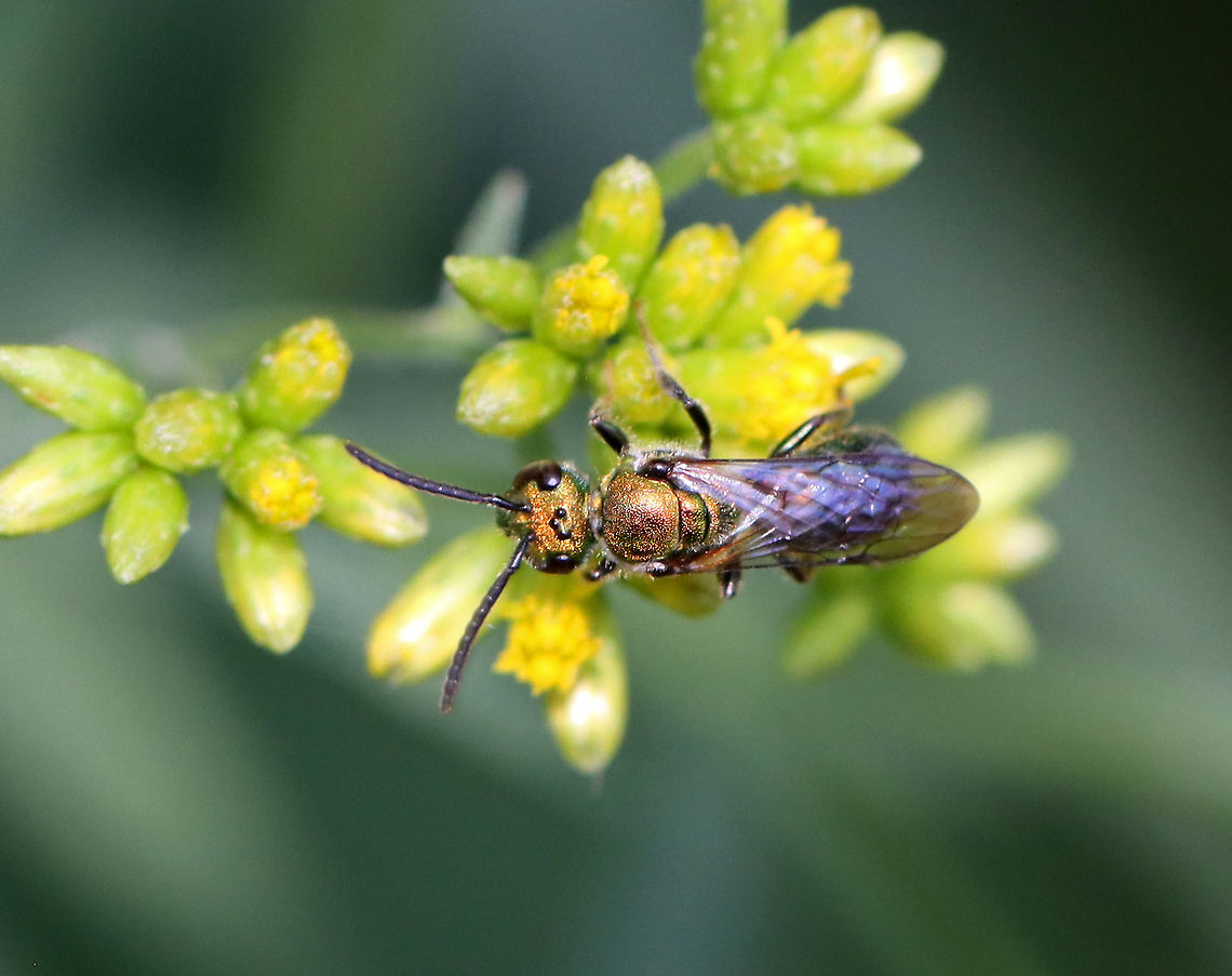 Golden Green Sweat Bee - Augochlorella aurata *Tentative ID<br />
<br />
TL: ~5mm. Copper-colored, metallic bee.<br />
<br />
Habitat: Feasting on nectar; pondside Augochlorella,Augochlorella aurata,Geotagged,Summer,United States,bee,sweat bee
