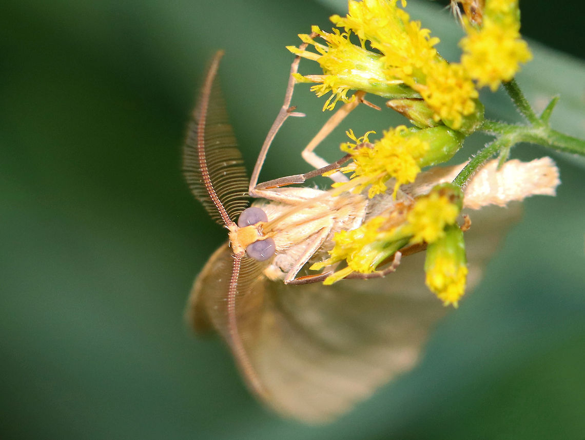 Hemlock Looper - Lambdina fiscellaria This fella had such a handsome face &lt;3.<br />
<br />
Habitat: Nectaring on flowers; pondside Geotagged,Hemlock Looper Moth,Lambdina,Lambdina fiscellaria,Summer,United States,moth