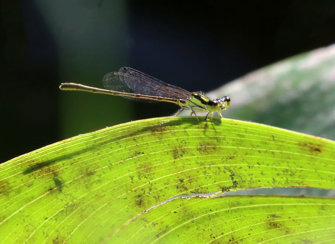 Fragile Forktail (Male) - Ischnura posita Males are yellowish-green, females are blue, and tenerals are brown. The markings on the dorsal part of its thorax look like exclamation points.<br />
<br />
Habitat: Woodland pond Fragile Forktail,Geotagged,Ischnura,Ischnura posita,Summer,United States,damselfly,forktail