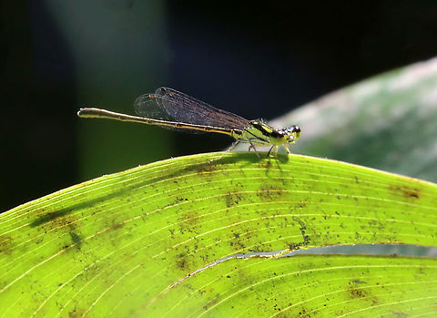 Fragile Forktail (Male) - Ischnura posita Males are yellowish-green, females are blue, and tenerals are brown. The markings on the dorsal part of its thorax look like exclamation points.

Habitat: Woodland pond Fragile Forktail,Geotagged,Ischnura,Ischnura posita,Summer,United States,damselfly,forktail