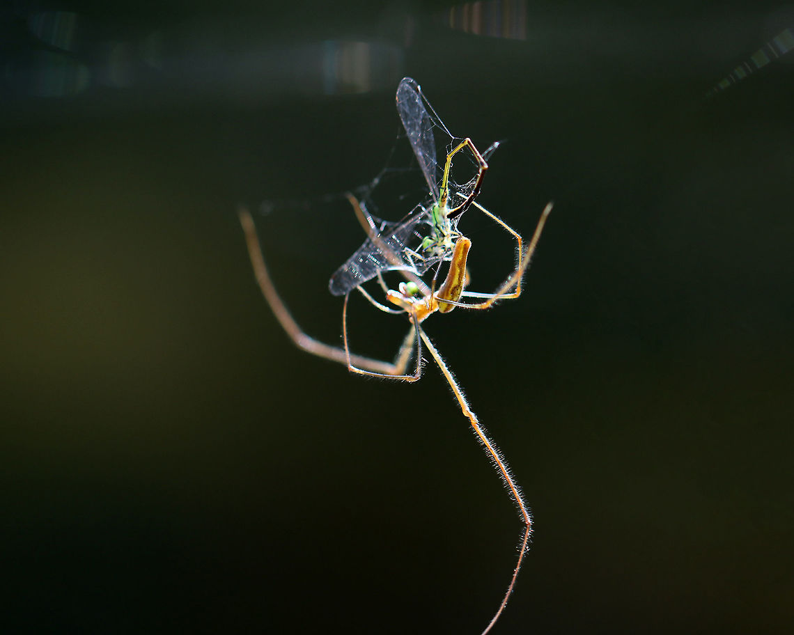 Spider - Tetragnatha sp., Tetragnatha versicolor? This spider was gorgeous and very busy eating a damselfly.<br />
<br />
Habitat: Pondside<br />
<figure class="photo"><a href="https://www.jungledragon.com/image/110948/spider_-_tetragnatha_sp._tetragnatha_versicolor.html" title="Spider - Tetragnatha sp., Tetragnatha versicolor?"><img src="https://s3.amazonaws.com/media.jungledragon.com/images/3232/110948_thumb.jpg?AWSAccessKeyId=05GMT0V3GWVNE7GGM1R2&Expires=1763596810&Signature=xAeSjkWvPQwQf9fIhn15hTEXxjI%3D" width="200" height="140" alt="Spider - Tetragnatha sp., Tetragnatha versicolor? This spider was gorgeous and very busy eating a damselfly.<br />
<br />
Habitat: Pondside<br />
https://www.jungledragon.com/image/110947/spider_-_tetragnatha_sp._tetragnatha_versicolor.html<br />
https://www.jungledragon.com/image/110946/spider_-_tetragnatha_sp._tetragnatha_versicolor.html Geotagged,Summer,Tetragnatha versicolor,United States" /></a></figure><br />
<figure class="photo"><a href="https://www.jungledragon.com/image/110947/spider_-_tetragnatha_sp._tetragnatha_versicolor.html" title="Spider - Tetragnatha sp., Tetragnatha versicolor?"><img src="https://s3.amazonaws.com/media.jungledragon.com/images/3232/110947_thumb.jpg?AWSAccessKeyId=05GMT0V3GWVNE7GGM1R2&Expires=1763596810&Signature=0OBBoA5kTfREnr0i3iRqT0Bv7eQ%3D" width="200" height="148" alt="Spider - Tetragnatha sp., Tetragnatha versicolor? This spider was gorgeous and very busy eating a damselfly.<br />
<br />
Habitat: Pondside<br />
https://www.jungledragon.com/image/110948/spider_-_tetragnatha_sp._tetragnatha_versicolor.html<br />
https://www.jungledragon.com/image/110946/spider_-_tetragnatha_sp._tetragnatha_versicolor.html Geotagged,Summer,Tetragnatha versicolor,United States" /></a></figure> Geotagged,Summer,Tetragnatha,Tetragnatha versicolor,United States,spider