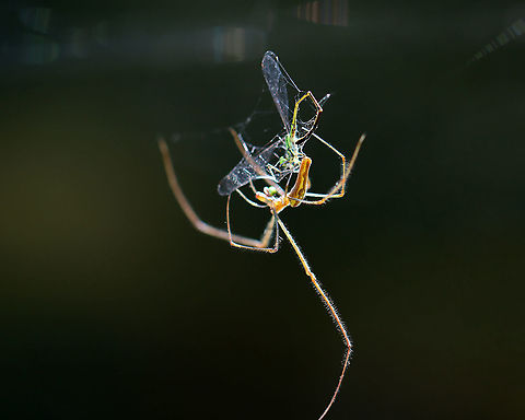 Spider - Tetragnatha sp., Tetragnatha versicolor? This spider was gorgeous and very busy eating a damselfly.

Habitat: Pondside
https://www.jungledragon.com/image/110948/spider_-_tetragnatha_sp._tetragnatha_versicolor.html
https://www.jungledragon.com/image/110947/spider_-_tetragnatha_sp._tetragnatha_versicolor.html Geotagged,Summer,Tetragnatha,Tetragnatha versicolor,United States,spider