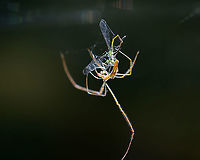 Spider - Tetragnatha sp., Tetragnatha versicolor? This spider was gorgeous and very busy eating a damselfly.<br />
<br />
Habitat: Pondside<br />
https://www.jungledragon.com/image/110948/spider_-_tetragnatha_sp._tetragnatha_versicolor.html<br />
https://www.jungledragon.com/image/110947/spider_-_tetragnatha_sp._tetragnatha_versicolor.html Geotagged,Summer,Tetragnatha,Tetragnatha versicolor,United States,spider