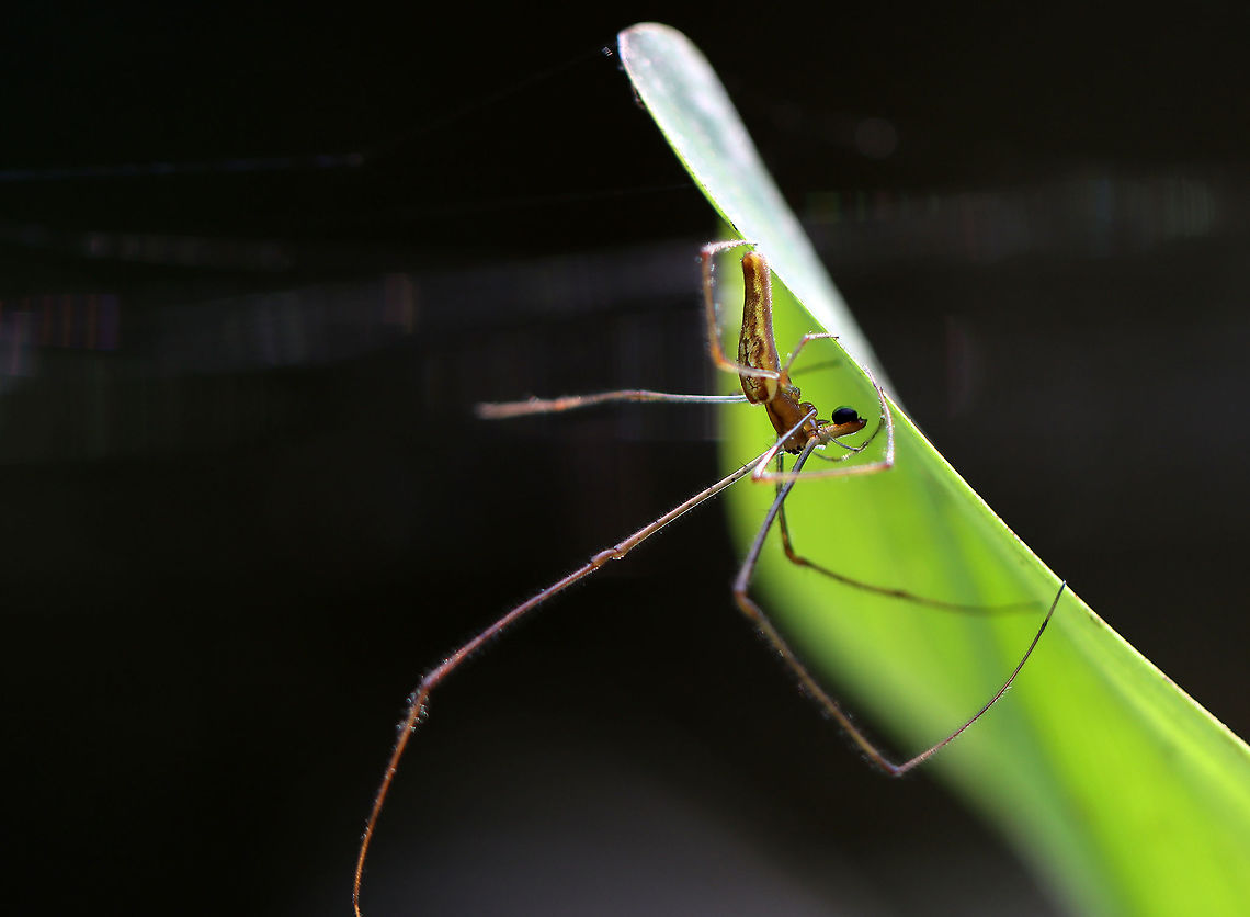 Spider - Tetragnatha sp., Tetragnatha versicolor? This spider was gorgeous and very busy eating a damselfly.<br />
<br />
Habitat: Pondside<br />
<figure class="photo"><a href="https://www.jungledragon.com/image/110948/spider_-_tetragnatha_sp._tetragnatha_versicolor.html" title="Spider - Tetragnatha sp., Tetragnatha versicolor?"><img src="https://s3.amazonaws.com/media.jungledragon.com/images/3232/110948_thumb.jpg?AWSAccessKeyId=05GMT0V3GWVNE7GGM1R2&Expires=1759968010&Signature=SwbBWqGcRn%2FVDpJGPTSGoCwBmn0%3D" width="200" height="140" alt="Spider - Tetragnatha sp., Tetragnatha versicolor? This spider was gorgeous and very busy eating a damselfly.<br />
<br />
Habitat: Pondside<br />
https://www.jungledragon.com/image/110947/spider_-_tetragnatha_sp._tetragnatha_versicolor.html<br />
https://www.jungledragon.com/image/110946/spider_-_tetragnatha_sp._tetragnatha_versicolor.html Geotagged,Summer,Tetragnatha versicolor,United States" /></a></figure><br />
<figure class="photo"><a href="https://www.jungledragon.com/image/110946/spider_-_tetragnatha_sp._tetragnatha_versicolor.html" title="Spider - Tetragnatha sp., Tetragnatha versicolor?"><img src="https://s3.amazonaws.com/media.jungledragon.com/images/3232/110946_thumb.jpg?AWSAccessKeyId=05GMT0V3GWVNE7GGM1R2&Expires=1759968010&Signature=u0S6DThJh8Q3iBXQZu64zu4WSWc%3D" width="200" height="160" alt="Spider - Tetragnatha sp., Tetragnatha versicolor? This spider was gorgeous and very busy eating a damselfly.<br />
<br />
Habitat: Pondside<br />
https://www.jungledragon.com/image/110948/spider_-_tetragnatha_sp._tetragnatha_versicolor.html<br />
https://www.jungledragon.com/image/110947/spider_-_tetragnatha_sp._tetragnatha_versicolor.html Geotagged,Summer,Tetragnatha,Tetragnatha versicolor,United States,spider" /></a></figure> Geotagged,Summer,Tetragnatha versicolor,United States