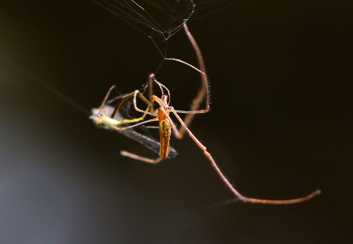 Spider - Tetragnatha sp., Tetragnatha versicolor? This spider was gorgeous and very busy eating a damselfly.<br />
<br />
Habitat: Pondside<br />
<figure class="photo"><a href="https://www.jungledragon.com/image/110947/spider_-_tetragnatha_sp._tetragnatha_versicolor.html" title="Spider - Tetragnatha sp., Tetragnatha versicolor?"><img src="https://s3.amazonaws.com/media.jungledragon.com/images/3232/110947_thumb.jpg?AWSAccessKeyId=05GMT0V3GWVNE7GGM1R2&Expires=1769040010&Signature=JuTCLtJqW9ahOIjBD3xny%2Fi7Xks%3D" width="200" height="148" alt="Spider - Tetragnatha sp., Tetragnatha versicolor? This spider was gorgeous and very busy eating a damselfly.<br />
<br />
Habitat: Pondside<br />
https://www.jungledragon.com/image/110948/spider_-_tetragnatha_sp._tetragnatha_versicolor.html<br />
https://www.jungledragon.com/image/110946/spider_-_tetragnatha_sp._tetragnatha_versicolor.html Geotagged,Summer,Tetragnatha versicolor,United States" /></a></figure><br />
<figure class="photo"><a href="https://www.jungledragon.com/image/110946/spider_-_tetragnatha_sp._tetragnatha_versicolor.html" title="Spider - Tetragnatha sp., Tetragnatha versicolor?"><img src="https://s3.amazonaws.com/media.jungledragon.com/images/3232/110946_thumb.jpg?AWSAccessKeyId=05GMT0V3GWVNE7GGM1R2&Expires=1769040010&Signature=KFzbjzOxK9MgyuIFhhbTGKDkki4%3D" width="200" height="160" alt="Spider - Tetragnatha sp., Tetragnatha versicolor? This spider was gorgeous and very busy eating a damselfly.<br />
<br />
Habitat: Pondside<br />
https://www.jungledragon.com/image/110948/spider_-_tetragnatha_sp._tetragnatha_versicolor.html<br />
https://www.jungledragon.com/image/110947/spider_-_tetragnatha_sp._tetragnatha_versicolor.html Geotagged,Summer,Tetragnatha,Tetragnatha versicolor,United States,spider" /></a></figure> Geotagged,Summer,Tetragnatha versicolor,United States