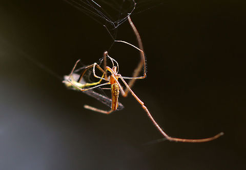 Spider - Tetragnatha sp., Tetragnatha versicolor? This spider was gorgeous and very busy eating a damselfly.

Habitat: Pondside
https://www.jungledragon.com/image/110947/spider_-_tetragnatha_sp._tetragnatha_versicolor.html
https://www.jungledragon.com/image/110946/spider_-_tetragnatha_sp._tetragnatha_versicolor.html Geotagged,Summer,Tetragnatha versicolor,United States