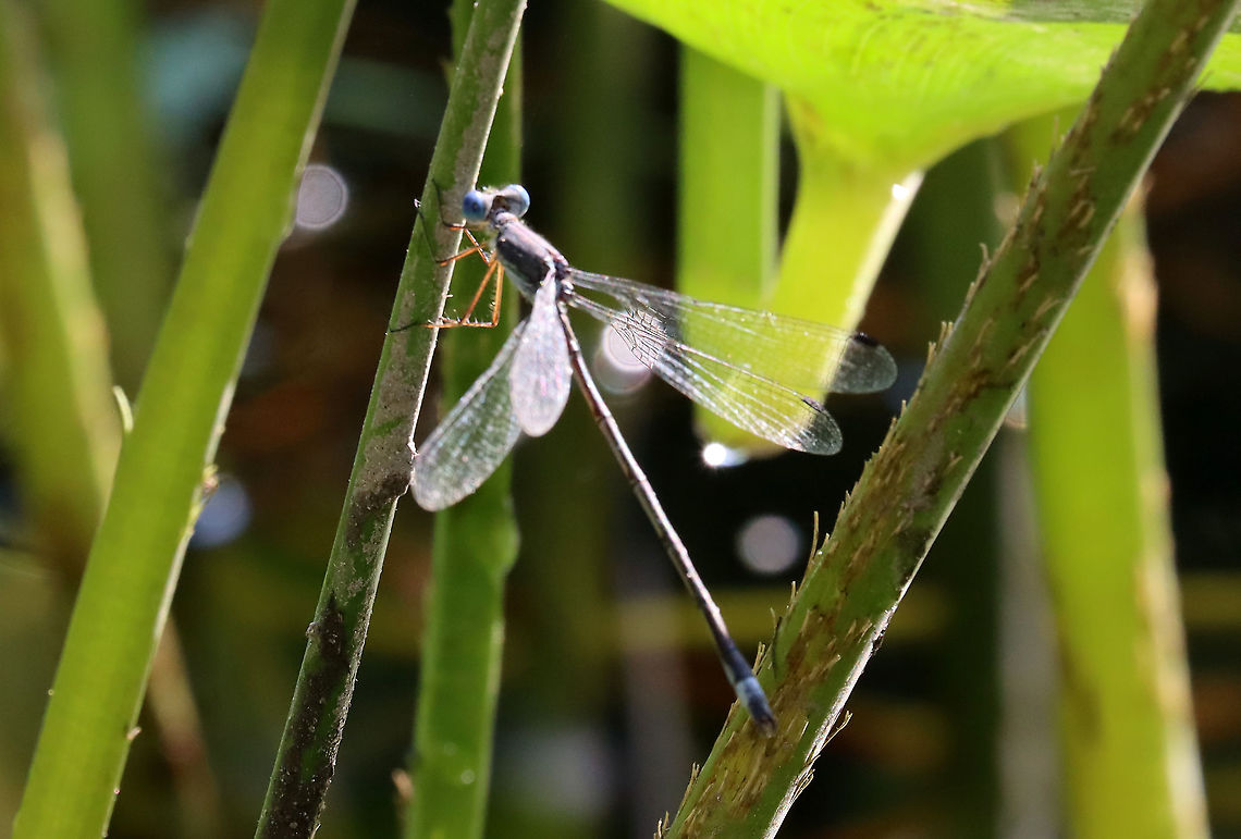 Swamp Spreadwing - Lestes vigilax It&#039;s such a bummer that this photo came out so badly. This damsel was so pretty with big, blue eyes and a greenish thorax and abdomen.<br />
<br />
Habitat: Pond/swamp edge Geotagged,Lestes,Lestes vigilax,Summer,Swamp spreadwing,United States,damselfly