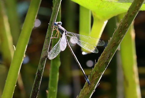 Swamp spreadwing