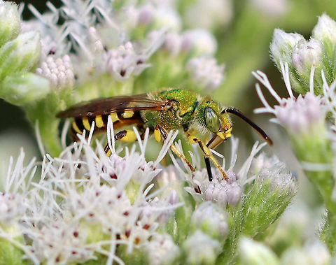 Striped Sweat Bee (Male) - Agapostemon sp. Maybe Agapostemon splendens?

Habitat: Pond/swamp edge
https://www.jungledragon.com/image/110951/striped_sweat_bee_male_-_agapostemon_sp.html Agapostemon,Geotagged,Summer,United States,bee,striped sweat bee,sweat bee
