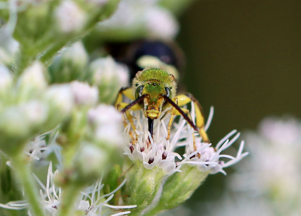 Striped Sweat Bee (Male) - Agapostemon sp. Maybe Agapostemon splendens?<br />
<br />
Habitat: Pond/swamp edge<br />
<figure class="photo"><a href="https://www.jungledragon.com/image/110950/striped_sweat_bee_male_-_agapostemon_sp.html" title="Striped Sweat Bee (Male) - Agapostemon sp."><img src="https://s3.amazonaws.com/media.jungledragon.com/images/3232/110950_thumb.jpg?AWSAccessKeyId=05GMT0V3GWVNE7GGM1R2&Expires=1769040010&Signature=LrH91HoR8KFNcnQ9IRRV1De8MP4%3D" width="200" height="160" alt="Striped Sweat Bee (Male) - Agapostemon sp. Maybe Agapostemon splendens?<br />
<br />
Habitat: Pond/swamp edge<br />
https://www.jungledragon.com/image/110951/striped_sweat_bee_male_-_agapostemon_sp.html Agapostemon,Geotagged,Summer,United States,bee,striped sweat bee,sweat bee" /></a></figure> Geotagged,Summer,United States