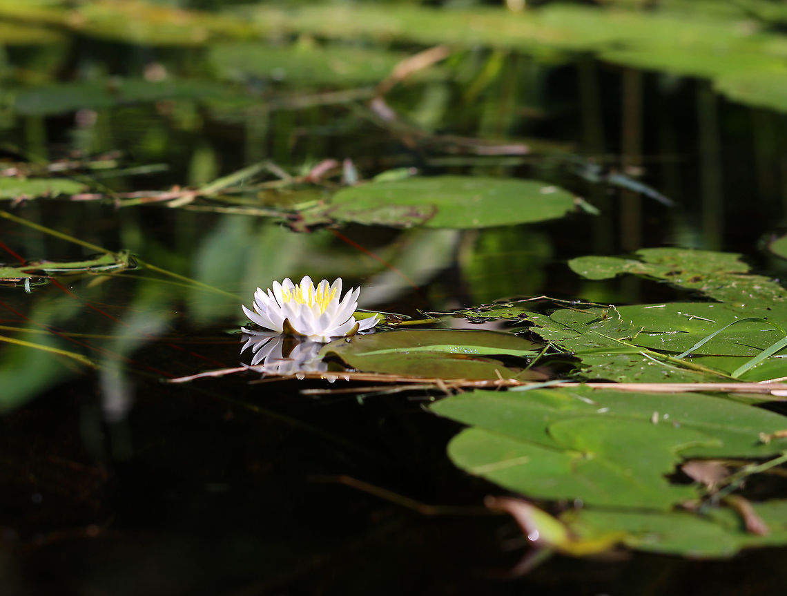 American White Waterlily - Nymphaea odorata Habitat: Woodland pond American White Waterlily,Geotagged,Nymphaea,Nymphaea odorata,Summer,United States,waterlily