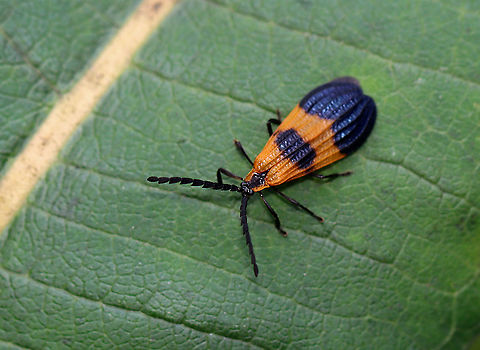 End Band Net-Wing - Calopteron terminale Habitat: Garden Calopteron,Calopteron terminale,End Band Net-Wing,Geotagged,Summer,United States,beetle