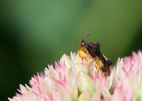 Jagged Ambush Bug - Phymata fasciata Habitat: Garden Geotagged,Jagged Ambush Bug,Phymata,Phymata Fasciata,Phymata fasciata,Summer,United States,ambush bug,bug