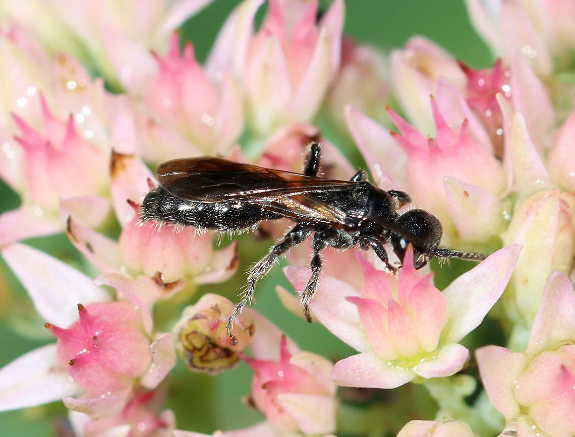 Wasp - Family Tiphiidae, Subfamily Tiphiinae Possibly Tiphia sp.<br />
<br />
Habitat: Garden<br />
<figure class="photo"><a href="https://www.jungledragon.com/image/110958/wasp_-_family_tiphiidae_subfamily_tiphiinae.html" title="Wasp - Family Tiphiidae, Subfamily Tiphiinae"><img src="https://s3.amazonaws.com/media.jungledragon.com/images/3232/110958_thumb.jpg?AWSAccessKeyId=05GMT0V3GWVNE7GGM1R2&Expires=1769040010&Signature=sGAM1goHzAQmHQ0bCyH%2F2I8g%2B7g%3D" width="128" height="152" alt="Wasp - Family Tiphiidae, Subfamily Tiphiinae Possibly Tiphia sp.<br />
<br />
Habitat: Garden<br />
https://www.jungledragon.com/image/110957/wasp_-_family_tiphiidae_subfamily_tiphiinae.html Geotagged,Summer,United States" /></a></figure> Geotagged,Summer,Tiphia,Tiphiidae,Tiphiinae,United States,flower wasp,wasp