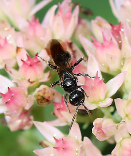 Wasp - Family Tiphiidae, Subfamily Tiphiinae Possibly Tiphia sp.

Habitat: Garden
https://www.jungledragon.com/image/110957/wasp_-_family_tiphiidae_subfamily_tiphiinae.html Geotagged,Summer,United States