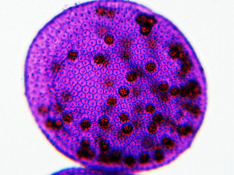 Globe Algae - Volvox sp. (Asexual Reproductive Stage) Volvox is a type of green algae. It forms spherical colonies of up to 50,000 cells! This slide shows the asexual stage. 

Fun fact: Volvox was first viewed in 1700 by the famous Dutch scientist, Antonie van Leeuwenhoek. 

(Slide is a whole mount) Geotagged,United States,Volvox,Volvox daughter colonies,Winter,alga,algae,asexual Volvox,globe algae,green algae