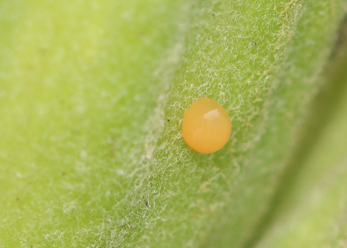 Insect Egg or Pupa Not sure who laid this lone, yellow egg (or pupa).  <br />
<br />
Habitat: Milkweed, I think; meadow Geotagged,Pupa,Summer,United States,egg,insect egg