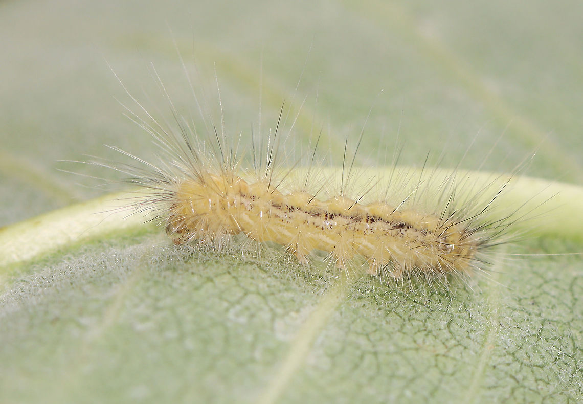 Fall Webworm - Hyphantria cunea Habitat: I think it was on milkweed; meadow Fall webworm,Geotagged,Hyphantria,Hyphantria cunea,Summer,United States,caterpillar,larva