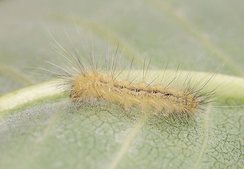 Fall Webworm - Hyphantria cunea Habitat: I think it was on milkweed; meadow Fall webworm,Geotagged,Hyphantria,Hyphantria cunea,Summer,United States,caterpillar,larva