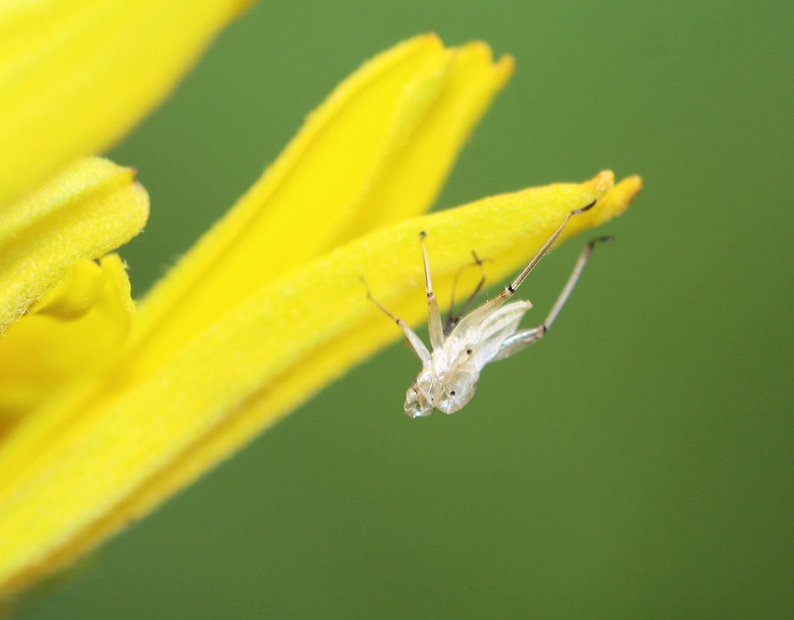 Exuvia (Lygus lineolaris) Habitat: Meadow; there were nymphs on the same plant Geotagged,Lygus exuvia,Lygus lineolaris,Summer,United States,exuvia