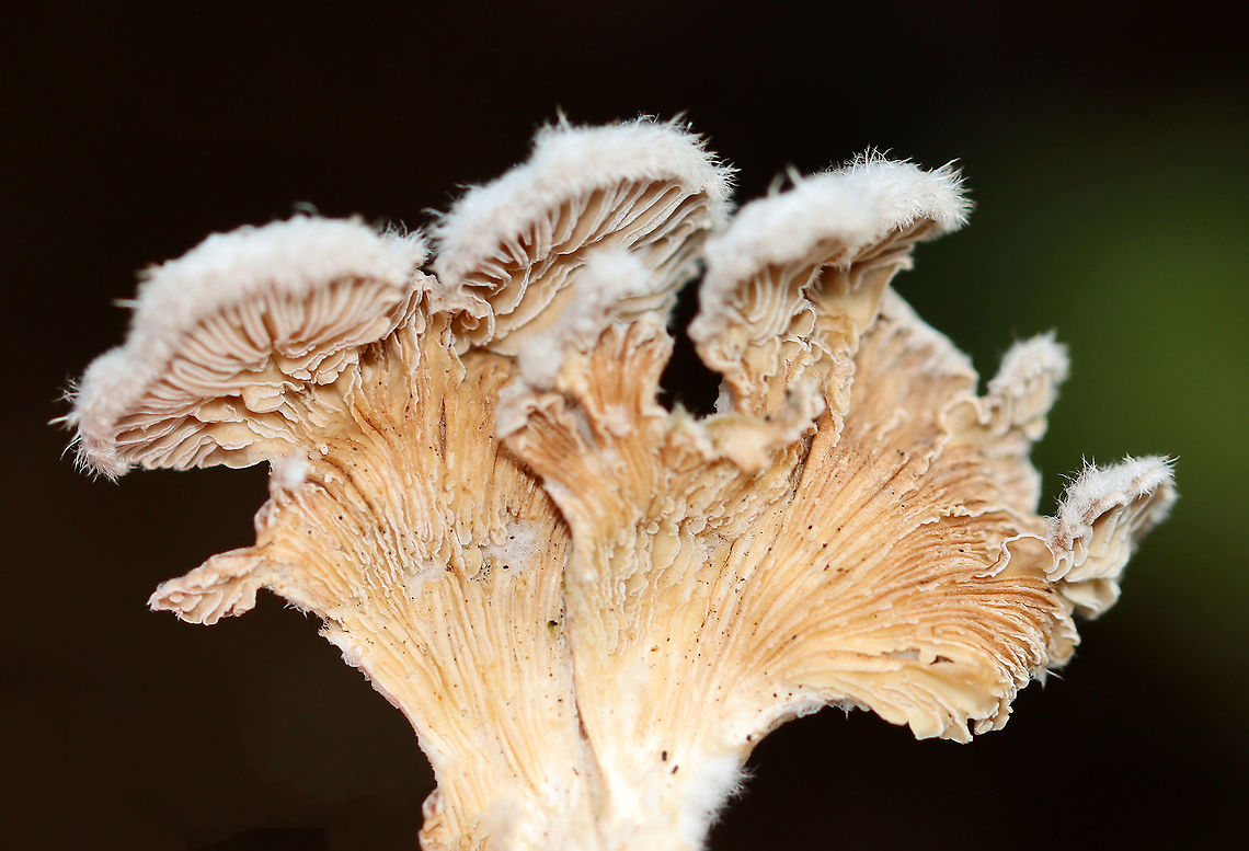 Split Gills -Schizophyllum commune Habitat: Rotting wood Geotagged,Schizophyllum,Schizophyllum commune,Split gill,Summer,United States,fungus
