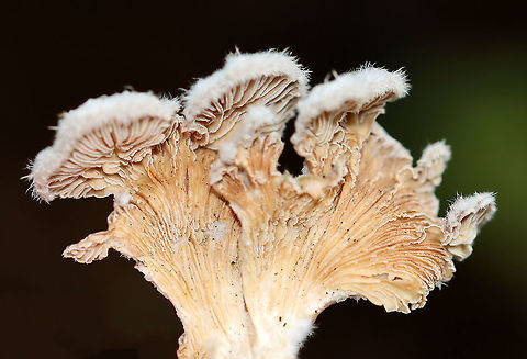 Split Gills -Schizophyllum commune Habitat: Rotting wood Geotagged,Schizophyllum,Schizophyllum commune,Split gill,Summer,United States,fungus