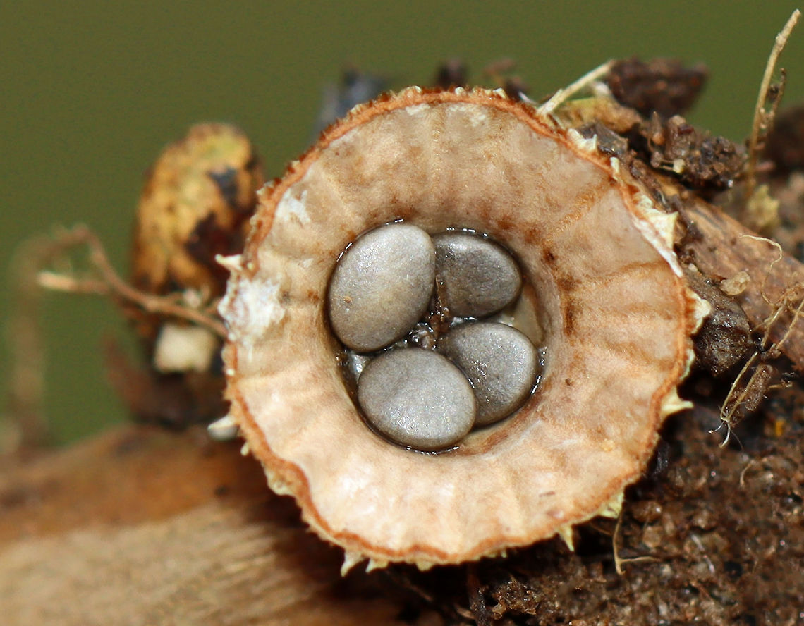 Fluted Bird's Nest Fungus - Cyathus striatus Habitat: Garden Cyathus,Cyathus striatus,Fluted bird's nest,Geotagged,Summer,United States,bird's nest fungus,fungus