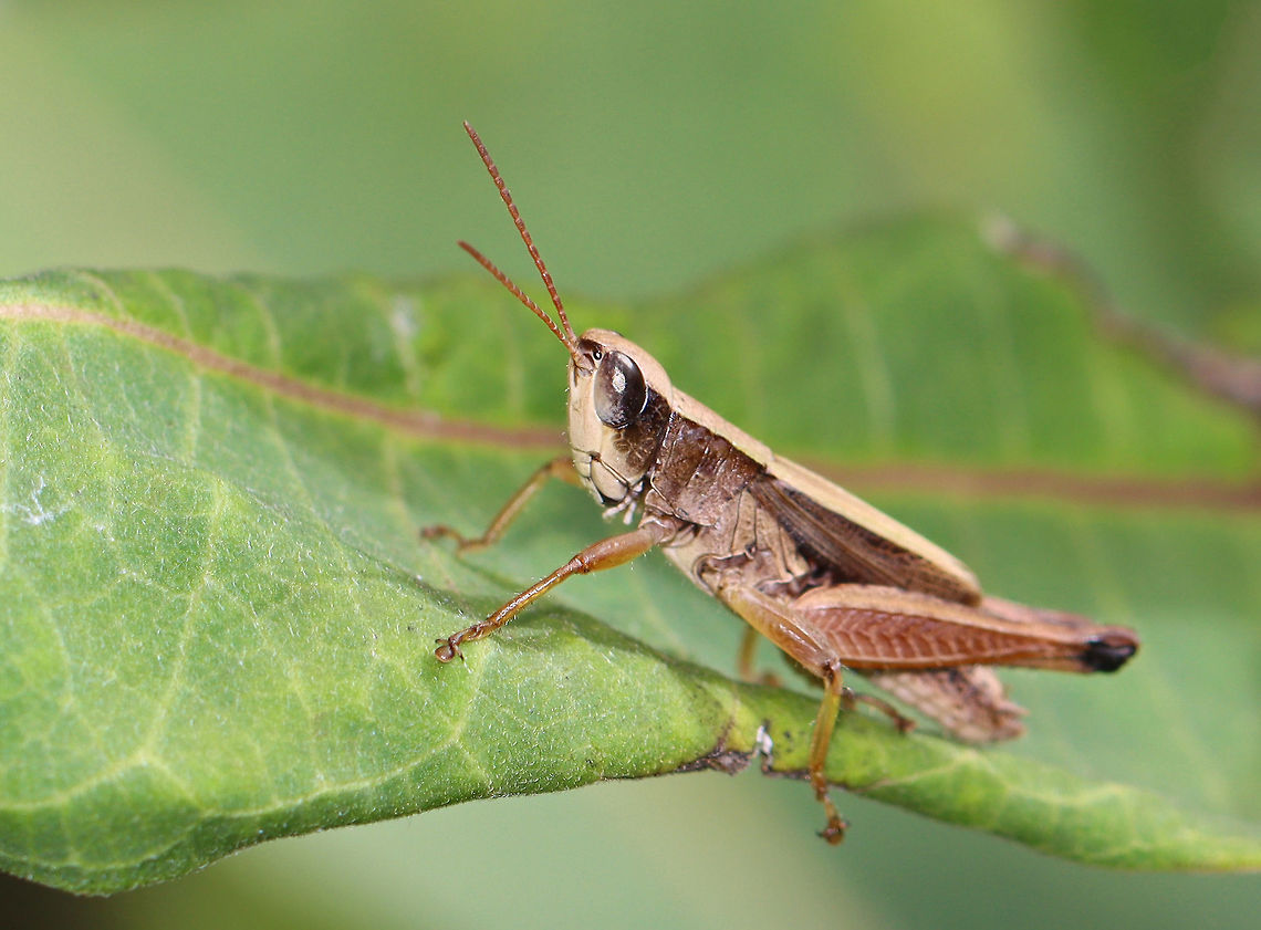 Short-winged Green Grasshopper - Dichromorpha viridis Habitat: Meadow Dichromorpha,Dichromorpha viridis,Geotagged,Short-winged Green Grasshopper,Summer,United States,grasshopper