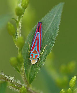 Candy-striped Leafhopper - Graphocephala coccinea Habitat: Garden Candy-striped Leafhopper,Geotagged,Graphocephala,Graphocephala coccinea,Summer,United States,leafhopper
