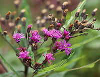 New York Ironweed - Vernonia noveboracensis Habitat: Garden<br />
https://www.jungledragon.com/image/111014/new_york_ironweed_-_vernonia_noveboracensis.html Geotagged,New York Ironweed,Summer,United States,Vernonia,Vernonia noveboracensis,ironweed