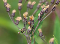 New York Ironweed - Vernonia noveboracensis Habitat: Garden<br />
https://www.jungledragon.com/image/111013/new_york_ironweed_-_vernonia_noveboracensis.html Geotagged,New York Ironweed,Summer,United States,Vernonia noveboracensis