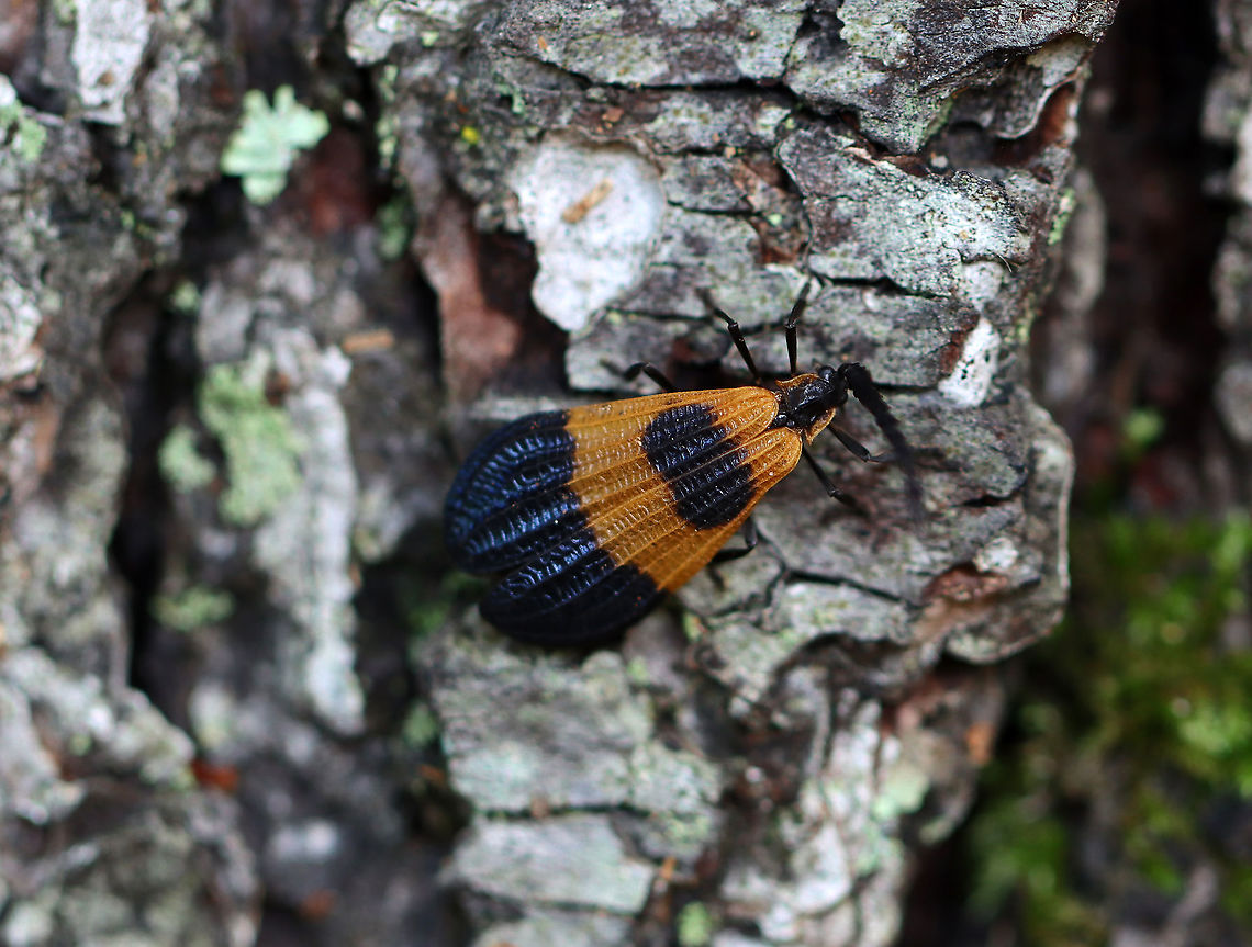 End Band Net-Wing - Calopteron terminale Habitat: Forest/meadow edge Calopteron terminale,End Band Net-Wing,Geotagged,Summer,United States