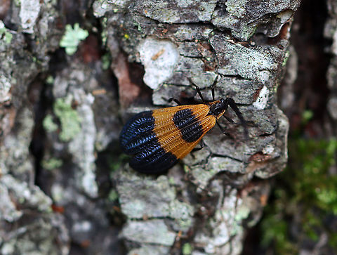 End Band Net-Wing - Calopteron terminale Habitat: Forest/meadow edge Calopteron terminale,End Band Net-Wing,Geotagged,Summer,United States