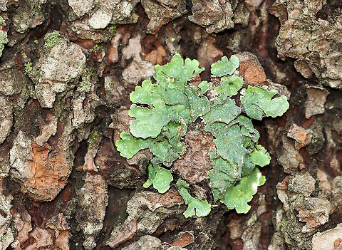 Lichen - Flavopunctelia sp. I think it's Flavopunctelia flaventior. But, it could be Flavoparmelia caperata or Punctelia subrudecta. 

Habitat: Growing on a conifer; Meadow/forest edge
https://www.jungledragon.com/image/111022/lichen_-_flavopunctelia_sp.html
https://www.jungledragon.com/image/111021/lichen_-_flavopunctelia_sp.html Geotagged,Summer,United States,lichen