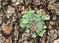 Lichen - Flavopunctelia sp. I think it's Flavopunctelia flaventior. But, it could be Flavoparmelia caperata or Punctelia subrudecta. <br />
<br />
Habitat: Growing on a conifer; Meadow/forest edge<br />
https://www.jungledragon.com/image/111022/lichen_-_flavopunctelia_sp.html<br />
https://www.jungledragon.com/image/111021/lichen_-_flavopunctelia_sp.html Geotagged,Summer,United States,lichen