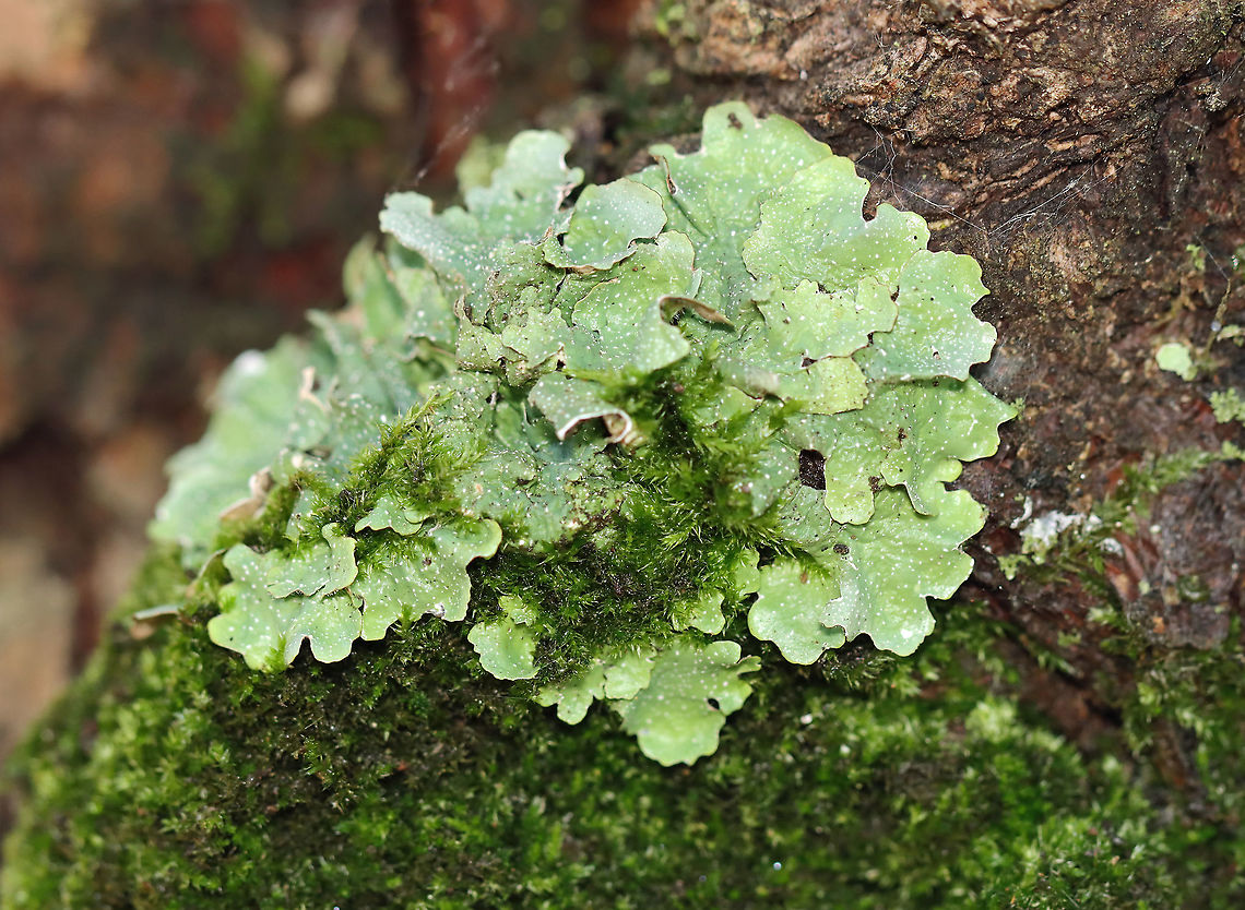 Lichen - Flavopunctelia sp. I think it&#039;s Flavopunctelia flaventior. But, it could be Flavoparmelia caperata or Punctelia subrudecta.<br />
<br />
Habitat: Growing on a conifer; Meadow/forest edge<br />
<figure class="photo"><a href="https://www.jungledragon.com/image/111020/lichen_-_flavopunctelia_sp.html" title="Lichen - Flavopunctelia sp."><img src="https://s3.amazonaws.com/media.jungledragon.com/images/3232/111020_thumb.jpg?AWSAccessKeyId=05GMT0V3GWVNE7GGM1R2&Expires=1761782410&Signature=sokZSgk5pqkZ%2FRQB%2F3%2FqRgSuZ9A%3D" width="200" height="148" alt="Lichen - Flavopunctelia sp. I think it&#039;s Flavopunctelia flaventior. But, it could be Flavoparmelia caperata or Punctelia subrudecta. <br />
<br />
Habitat: Growing on a conifer; Meadow/forest edge<br />
https://www.jungledragon.com/image/111022/lichen_-_flavopunctelia_sp.html<br />
https://www.jungledragon.com/image/111021/lichen_-_flavopunctelia_sp.html Geotagged,Summer,United States,lichen" /></a></figure><br />
<figure class="photo"><a href="https://www.jungledragon.com/image/111022/lichen_-_flavopunctelia_sp.html" title="Lichen - Flavopunctelia sp."><img src="https://s3.amazonaws.com/media.jungledragon.com/images/3232/111022_thumb.jpg?AWSAccessKeyId=05GMT0V3GWVNE7GGM1R2&Expires=1761782410&Signature=0hI8dxPjAhDiTaUTh8Io6sunZhk%3D" width="200" height="160" alt="Lichen - Flavopunctelia sp. I think it&#039;s Flavopunctelia flaventior. But, it could be Flavoparmelia caperata or Punctelia subrudecta.<br />
<br />
Habitat: Growing on a conifer; Meadow/forest edge<br />
https://www.jungledragon.com/image/111021/lichen_-_flavopunctelia_sp.html<br />
https://www.jungledragon.com/image/111020/lichen_-_flavopunctelia_sp.html Geotagged,Summer,United States" /></a></figure> Geotagged,Summer,United States