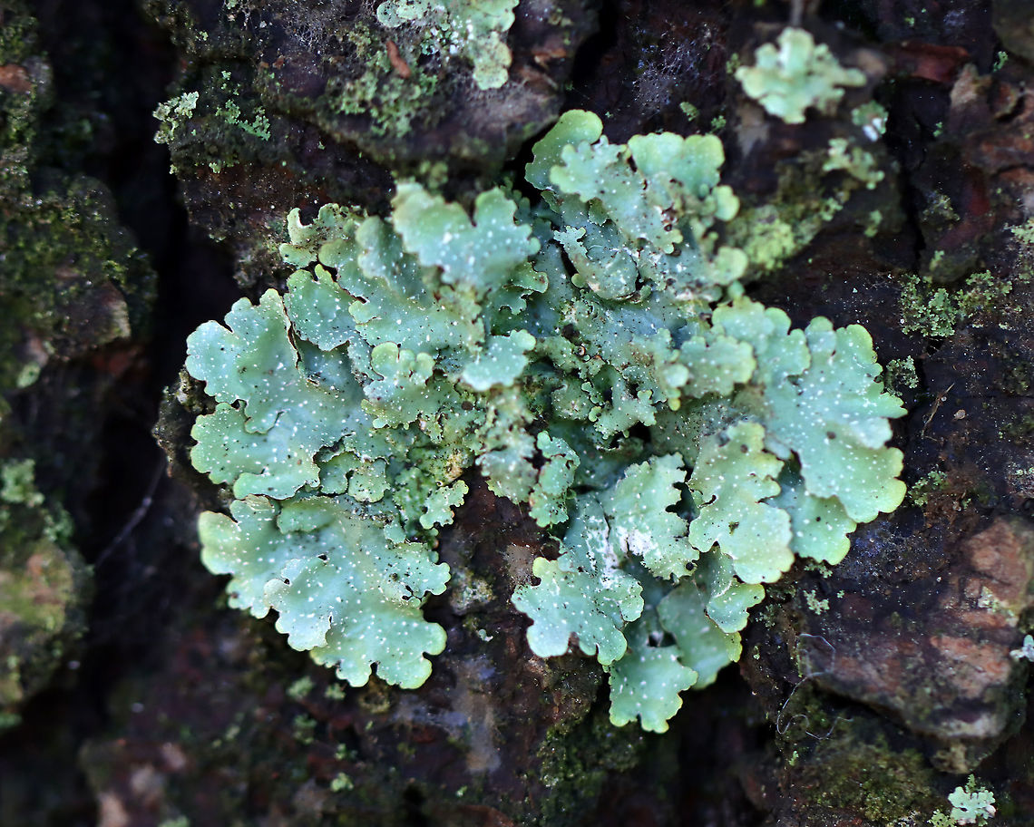 Lichen - Flavopunctelia sp. I think it&#039;s Flavopunctelia flaventior. But, it could be Flavoparmelia caperata or Punctelia subrudecta.<br />
<br />
Habitat: Growing on a conifer; Meadow/forest edge<br />
<figure class="photo"><a href="https://www.jungledragon.com/image/111021/lichen_-_flavopunctelia_sp.html" title="Lichen - Flavopunctelia sp."><img src="https://s3.amazonaws.com/media.jungledragon.com/images/3232/111021_thumb.jpg?AWSAccessKeyId=05GMT0V3GWVNE7GGM1R2&Expires=1761782410&Signature=ot0Y42puNIZAdn5oNx6Aiq1OlyQ%3D" width="200" height="148" alt="Lichen - Flavopunctelia sp. I think it&#039;s Flavopunctelia flaventior. But, it could be Flavoparmelia caperata or Punctelia subrudecta.<br />
<br />
Habitat: Growing on a conifer; Meadow/forest edge<br />
https://www.jungledragon.com/image/111020/lichen_-_flavopunctelia_sp.html<br />
https://www.jungledragon.com/image/111022/lichen_-_flavopunctelia_sp.html Geotagged,Summer,United States" /></a></figure><br />
<figure class="photo"><a href="https://www.jungledragon.com/image/111020/lichen_-_flavopunctelia_sp.html" title="Lichen - Flavopunctelia sp."><img src="https://s3.amazonaws.com/media.jungledragon.com/images/3232/111020_thumb.jpg?AWSAccessKeyId=05GMT0V3GWVNE7GGM1R2&Expires=1761782410&Signature=sokZSgk5pqkZ%2FRQB%2F3%2FqRgSuZ9A%3D" width="200" height="148" alt="Lichen - Flavopunctelia sp. I think it&#039;s Flavopunctelia flaventior. But, it could be Flavoparmelia caperata or Punctelia subrudecta. <br />
<br />
Habitat: Growing on a conifer; Meadow/forest edge<br />
https://www.jungledragon.com/image/111022/lichen_-_flavopunctelia_sp.html<br />
https://www.jungledragon.com/image/111021/lichen_-_flavopunctelia_sp.html Geotagged,Summer,United States,lichen" /></a></figure> Geotagged,Summer,United States
