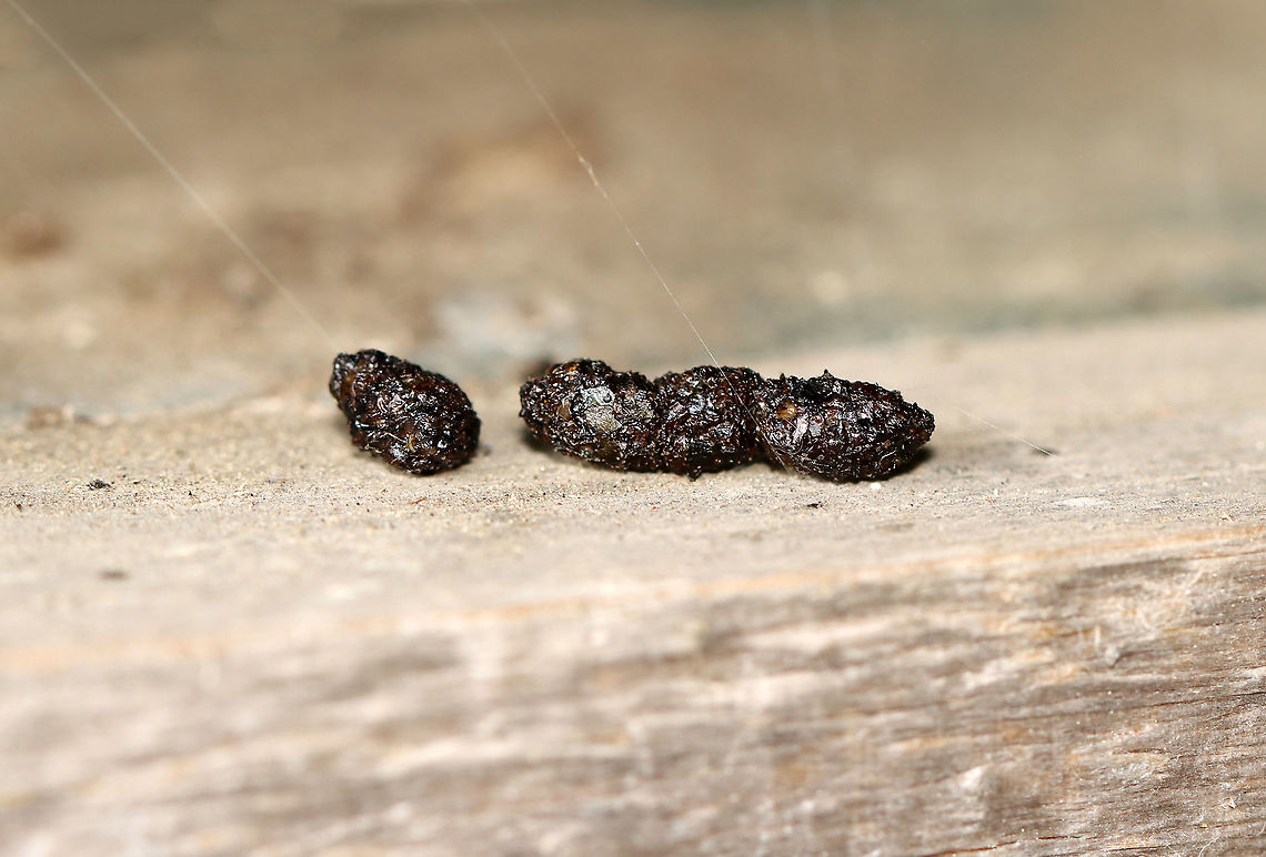 Bat Droppings (Guano) Bat droppings often collect in piles under overhangs where they roost. The droppings are shiny, coarse, and crumble easily (don't touch the poop!). <br />
<br />
Found under a bat roost at the edge of an old sugar house; meadow/forest edge<br />
<br />
 Chiroptera,Geotagged,Summer,United States,bat,bat poop,feces,guano,poop
