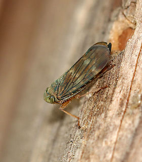 Planthopper - Jikradia olitoria TL: ~5 mm. Coloration was brownish green

Habitat: Resting on the side of an old sugar house; Meadow/forest edge
https://www.jungledragon.com/image/111025/planthopper_-_jikradia_olitoria.html Geotagged,Jikradia,Jikradia olitoria,Summer,United States,planthopper