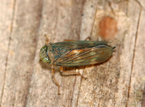 Planthopper - Jikradia olitoria TL: ~5 mm. Coloration was brownish green

Habitat: Resting on the side of an old sugar house; Meadow/forest edge
https://www.jungledragon.com/image/111024/planthopper_-_jikradia_olitoria.html Geotagged,Jikradia olitoria,Summer,United States