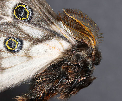 Greasewood Silkmoth - Agapema anona Native to North America

*This is another insect from my collection. I have to relax it so I can get a dorsal shot of the wings.
https://www.jungledragon.com/image/111034/greasewood_silkmoth_male_-_agapema_anona.html Agapema,Agapema anona,Geotagged,Greasewood Silkmoth,Mexican agapema,United States,Winter,moth,silkmoth