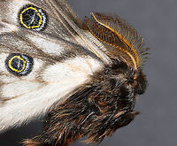 Greasewood Silkmoth - Agapema anona Native to North America<br />
<br />
*This is another insect from my collection. I have to relax it so I can get a dorsal shot of the wings.<br />
https://www.jungledragon.com/image/111034/greasewood_silkmoth_male_-_agapema_anona.html Agapema,Agapema anona,Geotagged,Greasewood Silkmoth,Mexican agapema,United States,Winter,moth,silkmoth