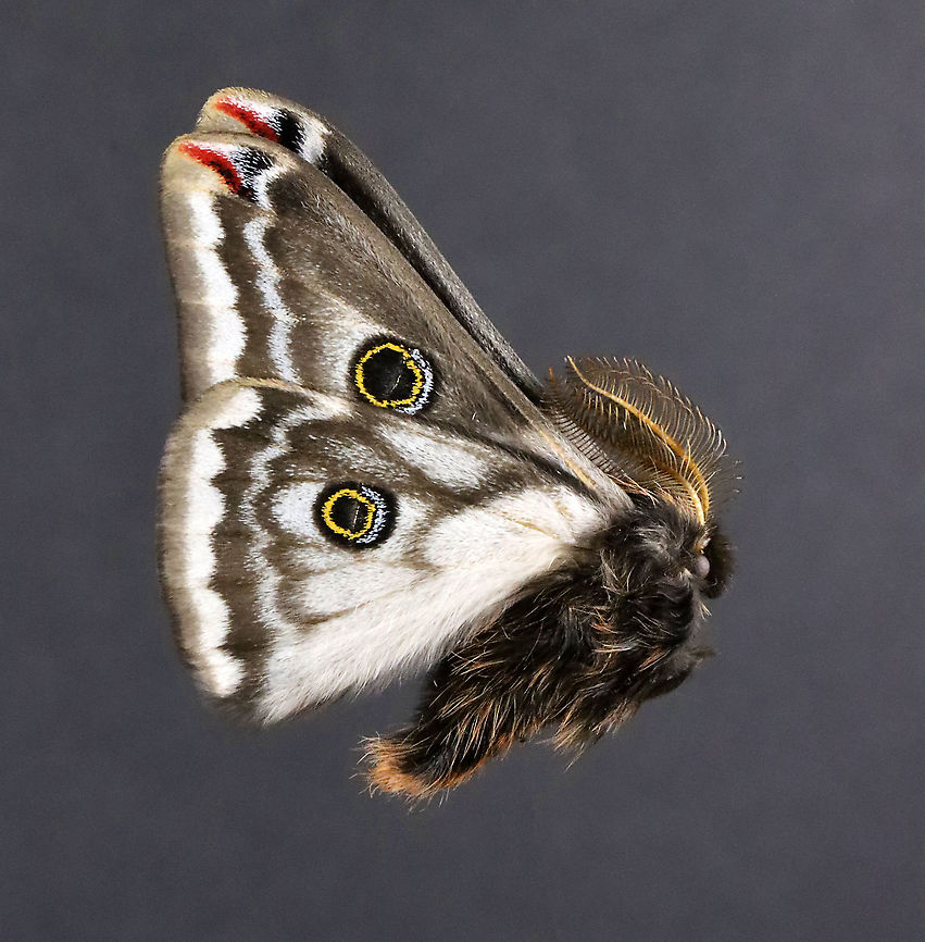 Greasewood Silkmoth (Male) - Agapema anona Native to North America<br />
<br />
*This is another insect from my collection. I have to relax it so I can get a dorsal shot of the wings.<br />
<figure class="photo"><a href="https://www.jungledragon.com/image/111033/greasewood_silkmoth_-_agapema_anona.html" title="Greasewood Silkmoth - Agapema anona"><img src="https://s3.amazonaws.com/media.jungledragon.com/images/3232/111033_thumb.jpg?AWSAccessKeyId=05GMT0V3GWVNE7GGM1R2&Expires=1759968010&Signature=awkM7HseEGgQbfWzq4UqUuzKiOM%3D" width="200" height="166" alt="Greasewood Silkmoth - Agapema anona Native to North America<br />
<br />
*This is another insect from my collection. I have to relax it so I can get a dorsal shot of the wings.<br />
https://www.jungledragon.com/image/111034/greasewood_silkmoth_male_-_agapema_anona.html Agapema,Agapema anona,Geotagged,Greasewood Silkmoth,Mexican agapema,United States,Winter,moth,silkmoth" /></a></figure> Agapema anona,Condalia Silk Moth,Geotagged,United States,Winter