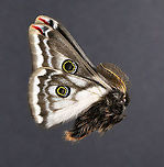 Greasewood Silkmoth (Male) - Agapema anona Native to North America<br />
<br />
*This is another insect from my collection. I have to relax it so I can get a dorsal shot of the wings.<br />
https://www.jungledragon.com/image/111033/greasewood_silkmoth_-_agapema_anona.html Agapema anona,Condalia Silk Moth,Geotagged,United States,Winter