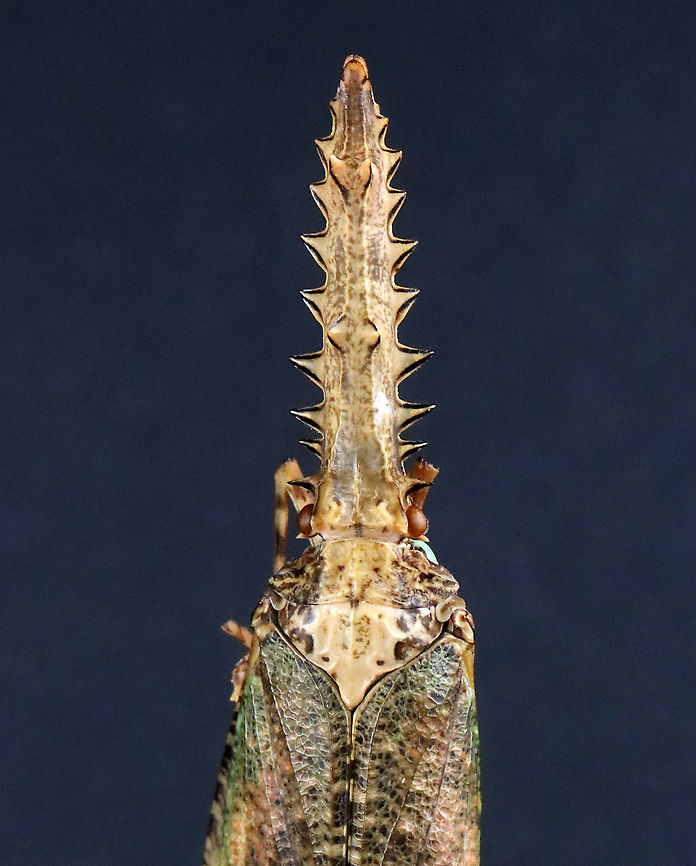 Fulgorid Planthopper - Cathedra serrata Native to Ecuador and Suriname. <br />
<br />
*This insect is part of my personal collection. Sadly it is in pretty bad shape, but I am going to try to relax the wings because the hind wings are pretty spectacular.<br />
<figure class="photo"><a href="https://www.jungledragon.com/image/111041/fulgorid_planthopper_-_cathedra_serrata.html" title="Fulgorid Planthopper - Cathedra serrata"><img src="https://s3.amazonaws.com/media.jungledragon.com/images/3232/111041_thumb.jpg?AWSAccessKeyId=05GMT0V3GWVNE7GGM1R2&Expires=1759968010&Signature=XfMOYzL0rvNdwEOqatEDTOv4bgY%3D" width="200" height="138" alt="Fulgorid Planthopper - Cathedra serrata Native to Ecuador and Suriname.<br />
<br />
*This insect is part of my personal collection. Sadly it is in pretty bad shape, but I am going to try to relax the wings because the hind wings are pretty spectacular.<br />
https://www.jungledragon.com/image/111038/fulgorid_planthopper_-_cathedra_serrata.html<br />
https://www.jungledragon.com/image/111040/fulgorid_planthopper_-_cathedra_serrata.html Cathedra serrata,Geotagged,United States,Winter" /></a></figure><br />
<figure class="photo"><a href="https://www.jungledragon.com/image/111040/fulgorid_planthopper_-_cathedra_serrata.html" title="Fulgorid Planthopper - Cathedra serrata"><img src="https://s3.amazonaws.com/media.jungledragon.com/images/3232/111040_thumb.jpg?AWSAccessKeyId=05GMT0V3GWVNE7GGM1R2&Expires=1759968010&Signature=GmL%2BOI5VVT5g4feHGXUkhZZqIHM%3D" width="200" height="124" alt="Fulgorid Planthopper - Cathedra serrata Native to Ecuador and Suriname.<br />
<br />
*This insect is part of my personal collection. Sadly it is in pretty bad shape, but I am going to try to relax the wings because the hind wings are pretty spectacular.<br />
https://www.jungledragon.com/image/111038/fulgorid_planthopper_-_cathedra_serrata.html<br />
https://www.jungledragon.com/image/111041/fulgorid_planthopper_-_cathedra_serrata.html Cathedra serrata,Geotagged,United States,Winter" /></a></figure> Cathedra,Cathedra serrata,Fulgoridae,Geotagged,United States,Winter,planthopper