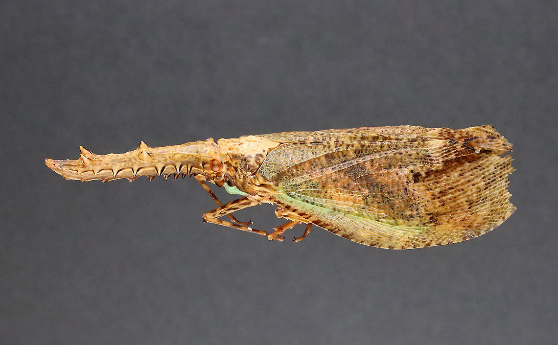 Fulgorid Planthopper - Cathedra serrata Native to Ecuador and Suriname.<br />
<br />
*This insect is part of my personal collection. Sadly it is in pretty bad shape, but I am going to try to relax the wings because the hind wings are pretty spectacular.<br />
<figure class="photo"><a href="https://www.jungledragon.com/image/111038/fulgorid_planthopper_-_cathedra_serrata.html" title="Fulgorid Planthopper - Cathedra serrata"><img src="https://s3.amazonaws.com/media.jungledragon.com/images/3232/111038_thumb.jpg?AWSAccessKeyId=05GMT0V3GWVNE7GGM1R2&Expires=1769040010&Signature=ZjlQE7C8hZpNLcJokd%2Bo1Entosk%3D" width="124" height="152" alt="Fulgorid Planthopper - Cathedra serrata Native to Ecuador and Suriname. <br />
<br />
*This insect is part of my personal collection. Sadly it is in pretty bad shape, but I am going to try to relax the wings because the hind wings are pretty spectacular.<br />
https://www.jungledragon.com/image/111041/fulgorid_planthopper_-_cathedra_serrata.html<br />
https://www.jungledragon.com/image/111040/fulgorid_planthopper_-_cathedra_serrata.html Cathedra,Cathedra serrata,Fulgoridae,Geotagged,United States,Winter,planthopper" /></a></figure><br />
<figure class="photo"><a href="https://www.jungledragon.com/image/111041/fulgorid_planthopper_-_cathedra_serrata.html" title="Fulgorid Planthopper - Cathedra serrata"><img src="https://s3.amazonaws.com/media.jungledragon.com/images/3232/111041_thumb.jpg?AWSAccessKeyId=05GMT0V3GWVNE7GGM1R2&Expires=1769040010&Signature=nwpscVF3BCpwMRX915LQqRvU%2Beo%3D" width="200" height="138" alt="Fulgorid Planthopper - Cathedra serrata Native to Ecuador and Suriname.<br />
<br />
*This insect is part of my personal collection. Sadly it is in pretty bad shape, but I am going to try to relax the wings because the hind wings are pretty spectacular.<br />
https://www.jungledragon.com/image/111038/fulgorid_planthopper_-_cathedra_serrata.html<br />
https://www.jungledragon.com/image/111040/fulgorid_planthopper_-_cathedra_serrata.html Cathedra serrata,Geotagged,United States,Winter" /></a></figure> Cathedra serrata,Geotagged,United States,Winter