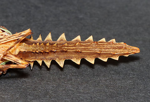 Fulgorid Planthopper - Cathedra serrata Native to Ecuador and Suriname.

*This insect is part of my personal collection. Sadly it is in pretty bad shape, but I am going to try to relax the wings because the hind wings are pretty spectacular.
https://www.jungledragon.com/image/111038/fulgorid_planthopper_-_cathedra_serrata.html
https://www.jungledragon.com/image/111040/fulgorid_planthopper_-_cathedra_serrata.html Cathedra serrata,Geotagged,United States,Winter