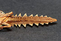 Fulgorid Planthopper - Cathedra serrata Native to Ecuador and Suriname.<br />
<br />
*This insect is part of my personal collection. Sadly it is in pretty bad shape, but I am going to try to relax the wings because the hind wings are pretty spectacular.<br />
https://www.jungledragon.com/image/111038/fulgorid_planthopper_-_cathedra_serrata.html<br />
https://www.jungledragon.com/image/111040/fulgorid_planthopper_-_cathedra_serrata.html Cathedra serrata,Geotagged,United States,Winter