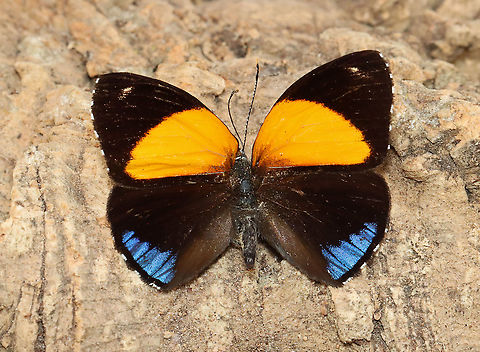Eunomia Eighty-eight - Callicore eunomia Quite worn, but still pretty! It's native to the upper Amazon.

*Part of my personal insect collection
https://www.jungledragon.com/image/111043/eunomia_eighty-eight_-_callicore_eunomia.html

 Callicore,Callicore eunomia,Eunomia eighty-eight,Geotagged,Lepidoptera,United States,Winter,butterfly,eighty-eight butterfly