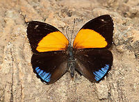 Eunomia Eighty-eight - Callicore eunomia Quite worn, but still pretty! It's native to the upper Amazon.<br />
<br />
*Part of my personal insect collection<br />
https://www.jungledragon.com/image/111043/eunomia_eighty-eight_-_callicore_eunomia.html<br />
<br />
 Callicore,Callicore eunomia,Eunomia eighty-eight,Geotagged,Lepidoptera,United States,Winter,butterfly,eighty-eight butterfly